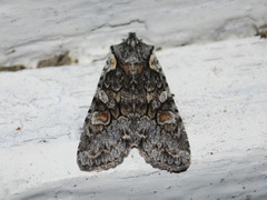 Softly's Shoulder-knot (Lithophane consocia)