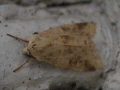 Blekt gulfly (Xanthia icteritia)