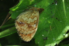 Lesser Marbled Fritillary (Brenthis ino)