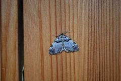 The Streamer (Anticlea derivata)