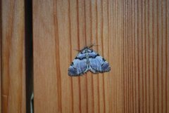 Fiolett rosemåler (Anticlea derivata)