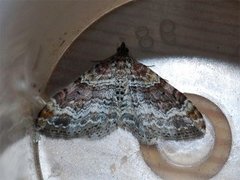 Red Twin-spot Carpet (Xanthorhoe spadicearia)