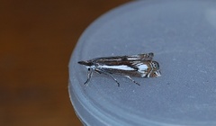 Myrnebbmott (Crambus alienellus)