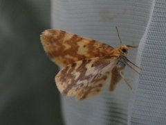 Small Yellow Wave (Hydrelia flammeolaria)