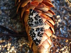 Argent & Sable (Rheumaptera hastata)