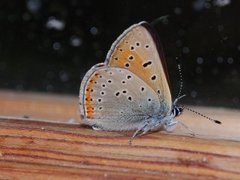 Purpurgullvinge (Lycaena hippothoe)