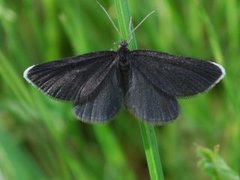 Chimney Sweeper (Odezia atrata)