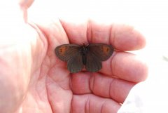 Dewy Ringlet (Erebia pandrose)