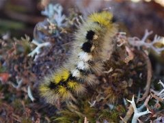 Heibørstespinner (Gynaephora fascelina)