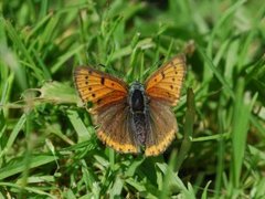 Purpurgullvinge (Lycaena hippothoe)