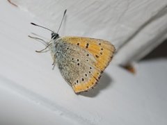 Purpurgullvinge (Lycaena hippothoe)