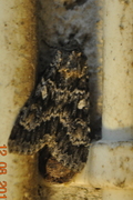 Great Brocade (Eurois occulta)