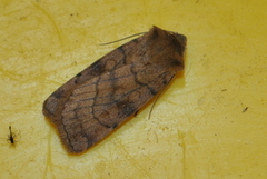 Six-striped Rustic (Xestia sexstrigata)