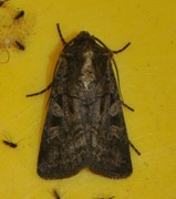 Fiolettbrunt jordfly (Euxoa recussa)