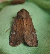 Teglrødt engfly (Apamea lateritia)