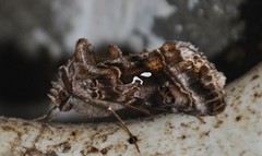 Beautiful Golden Y (Autographa pulchrina)