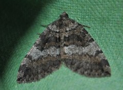 July Highflyer (Hydriomena furcata)