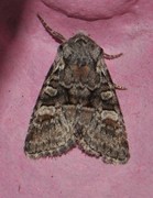 Minor Shoulder-knot (Brachylomia viminalis)