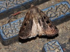 Fiolettbrunt jordfly (Euxoa recussa)