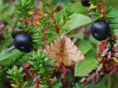 Rannoch Looper (Macaria brunneata)