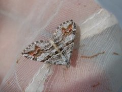Manchester Treble-bar (Carsia sororiata)