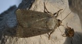 Grått pyramidefly (Amphipyra tragopoginis)