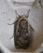 Large Yellow Underwing (Noctua pronuba)