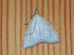 Pale Straw Pearl (Udea lutealis)