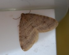 Winter Moth (Operophtera brumata)