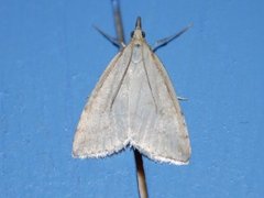 Pale Straw Pearl (Udea lutealis)