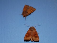 Large Ear (Amphipoea lucens)
