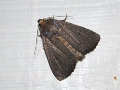 Mouse Moth (Amphipyra tragopoginis)