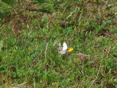 Small White (Pieris rapae)