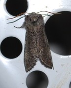 Yellow Horned (Achlya flavicornis)
