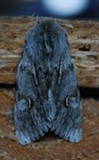 Rannoch Sprawler (Brachionycha nubeculosa)