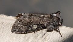 Yellow Horned (Achlya flavicornis)