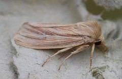 Brungult gressfly (Mythimna impura)