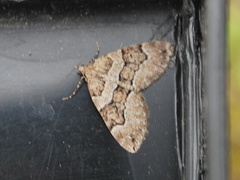 Chestnut-coloured Carpet (Thera cognata)