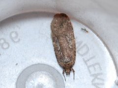 Common Flat-body (Agonopterix heracliana)