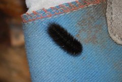 Ruby Tiger (Phragmatobia fuliginosa)