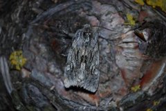 Rannoch Sprawler (Brachionycha nubeculosa)