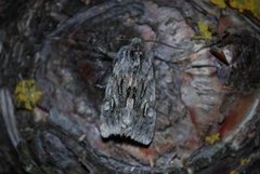 Vårlurvefly (Brachionycha nubeculosa)