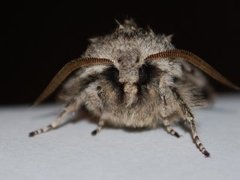 Vårlurvefly (Brachionycha nubeculosa)