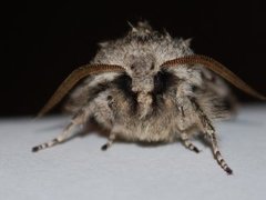Rannoch Sprawler (Brachionycha nubeculosa)