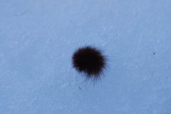 Ruby Tiger (Phragmatobia fuliginosa)