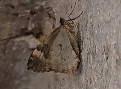 Common Marbled Carpet (Dysstroma truncata)