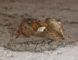 Storflekket metallfly (Autographa bractea)