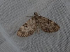 Grandvergmåler (Eupithecia tantillaria)