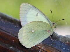 Moorland Clouded Yellow (Colias palaeno)