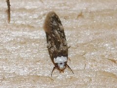 White-shouldered House Moth (Endrosis sarcitrella)